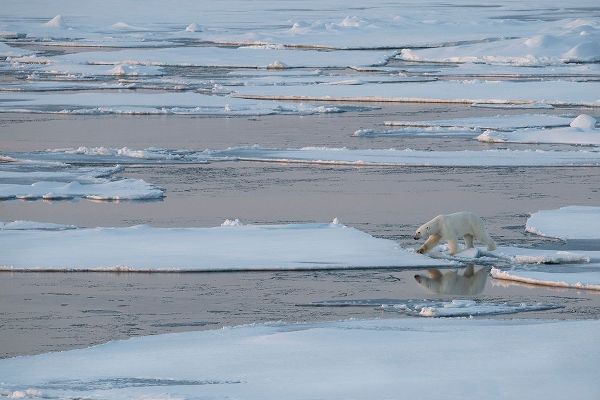 Hopkins, Cindy Miller 아티스트의 Norway-High Arctic Lone polar bear on sea ice at dusk작품입니다.